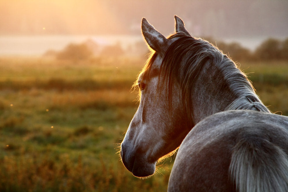 Chaffhaye for Senior Horses