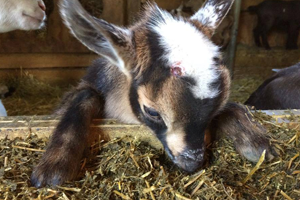 Chaffhaye for Weaning