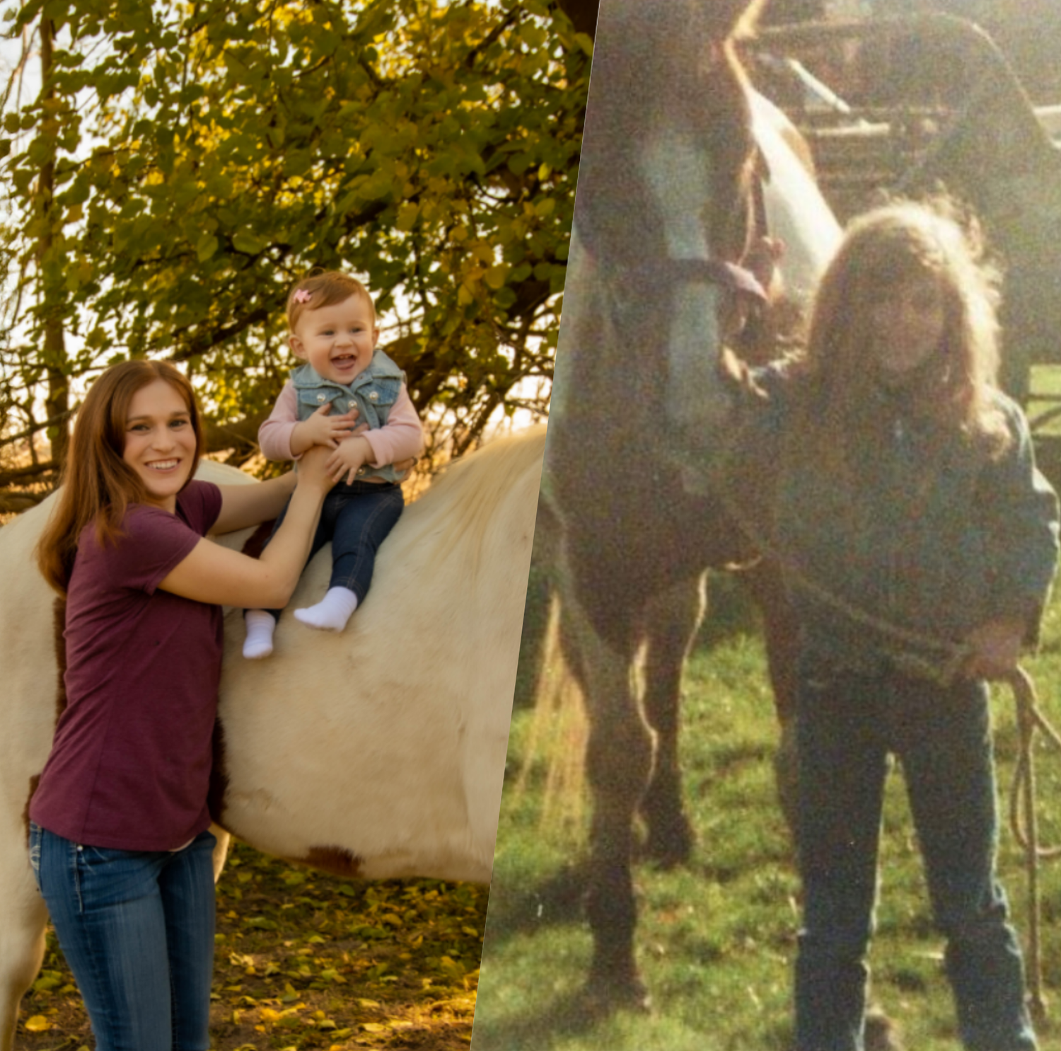 Back in the Saddle: How Recovery Gave My Senior Horses a Second Chance