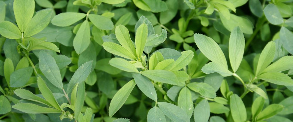 All About Alfalfa – Pivotal Feeds LLC