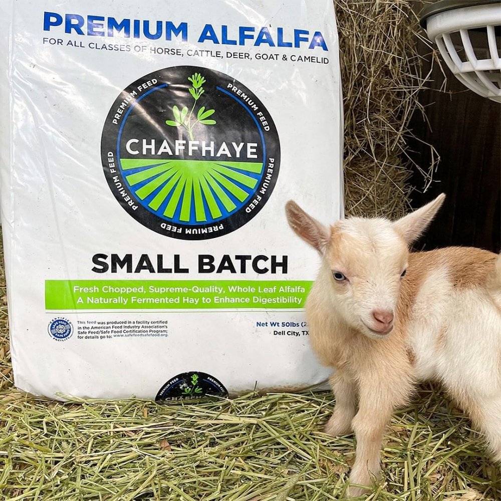 Fallen Oak Farms Nigerian Dwarf Goats - Valrico, FL