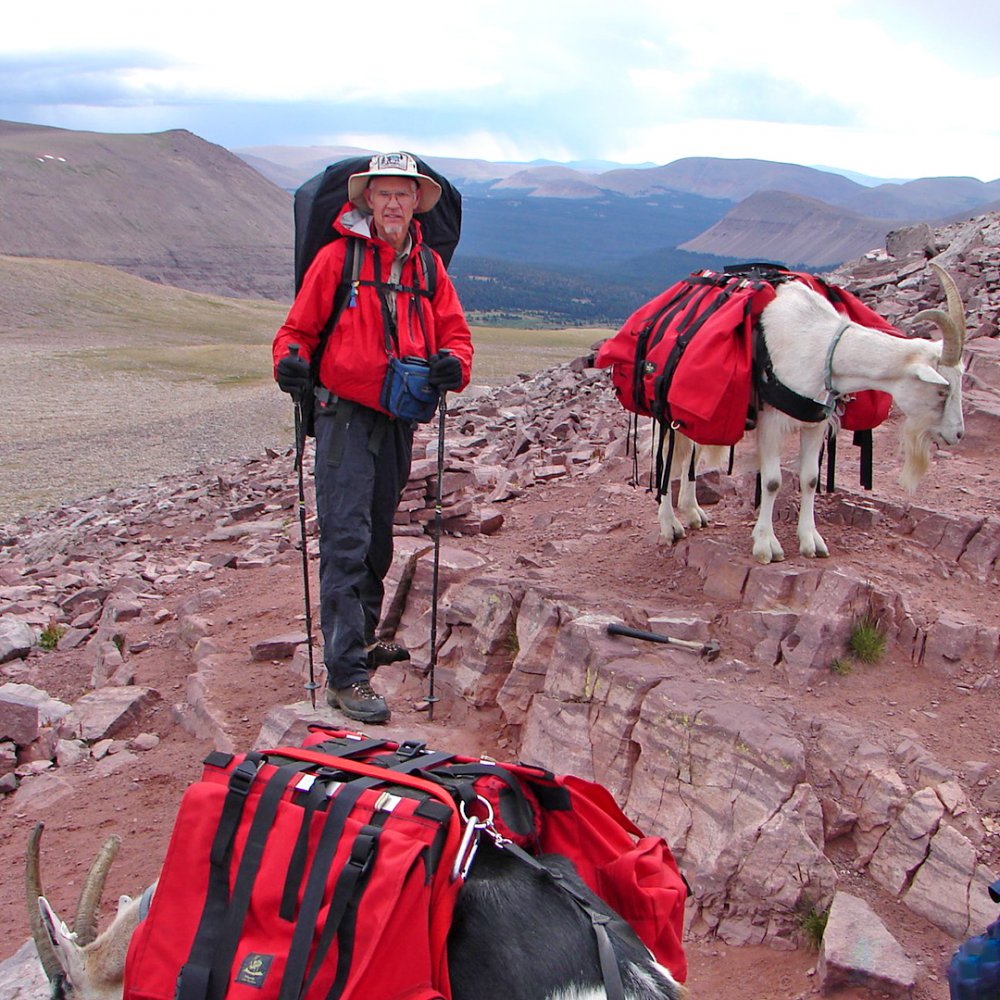 High Uinta Pack Goats - Evanston, WY