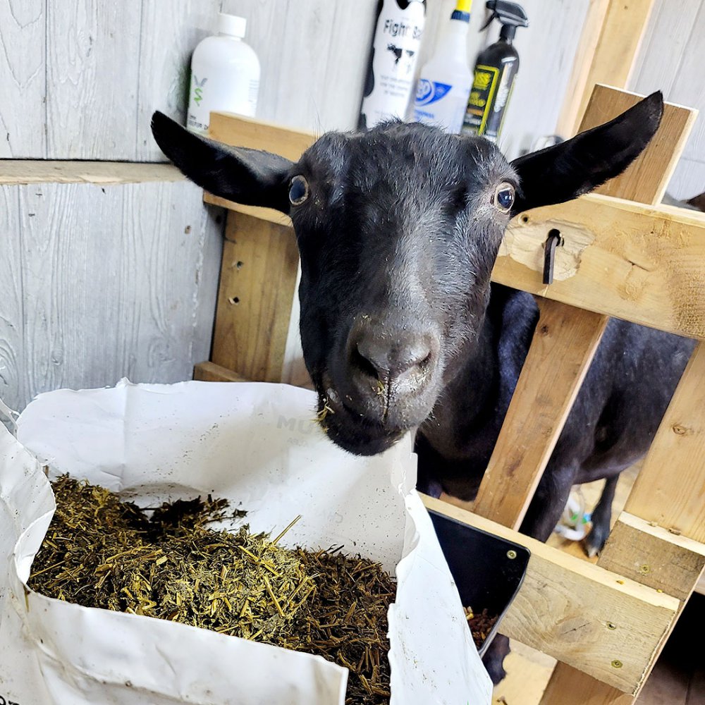 Hollyhock Dairy Goats - Harriman, TN