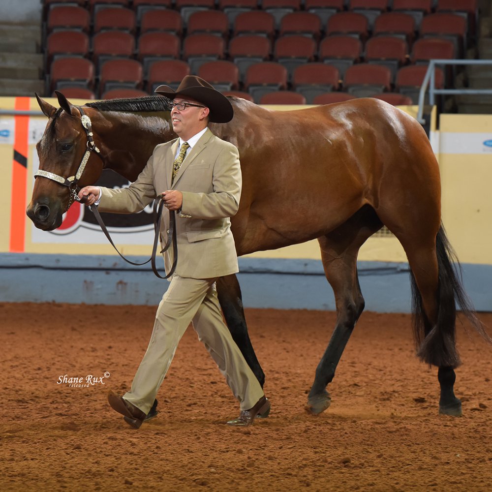 Halter Horse Amino Acids - Artesia, NM