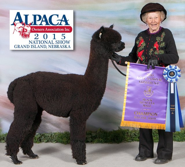 STACHOWSKI ALPACAS