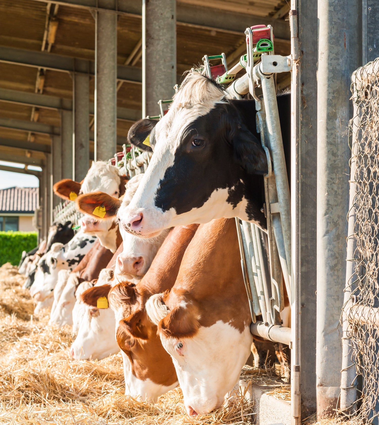 Cattle Products