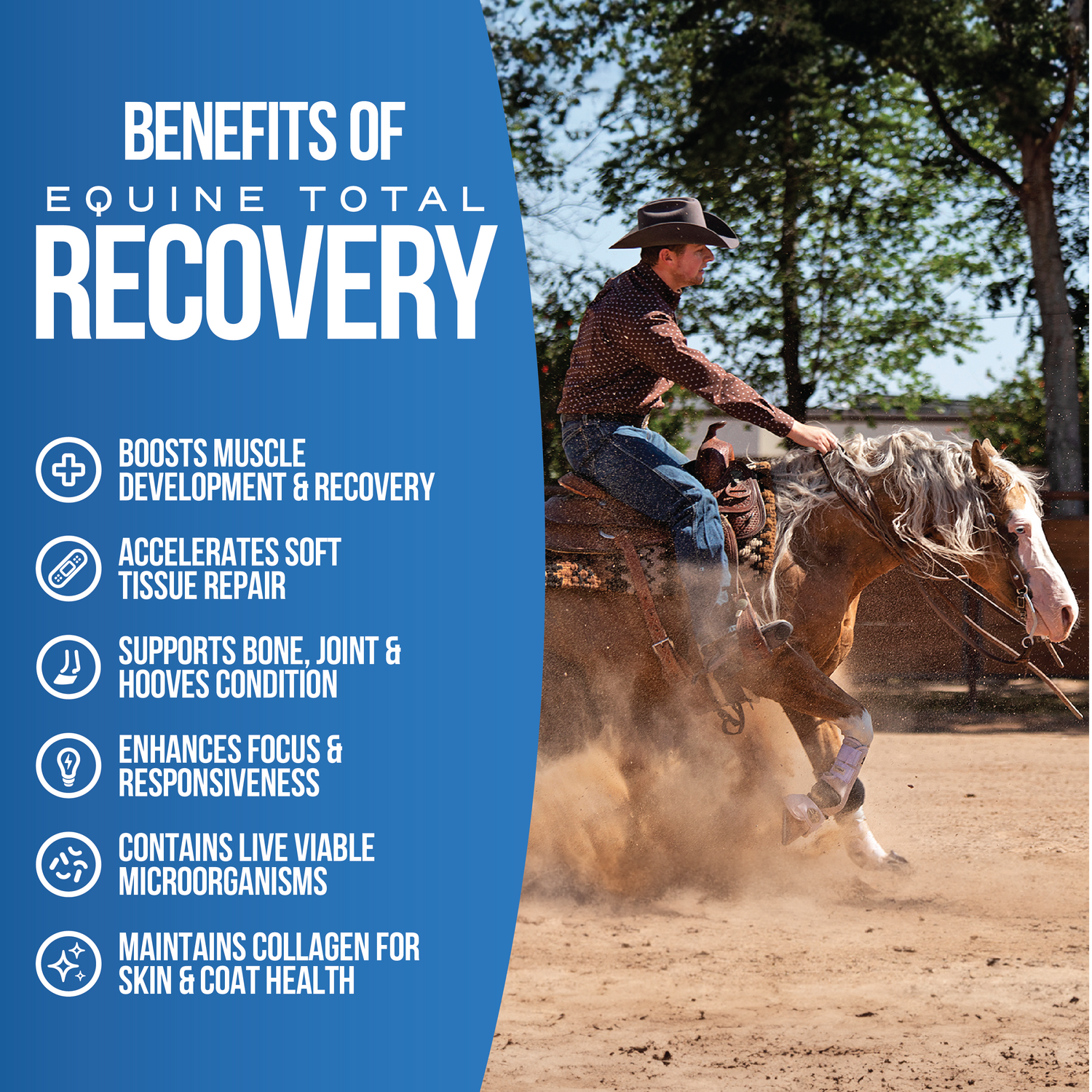 Equine Total Recovery