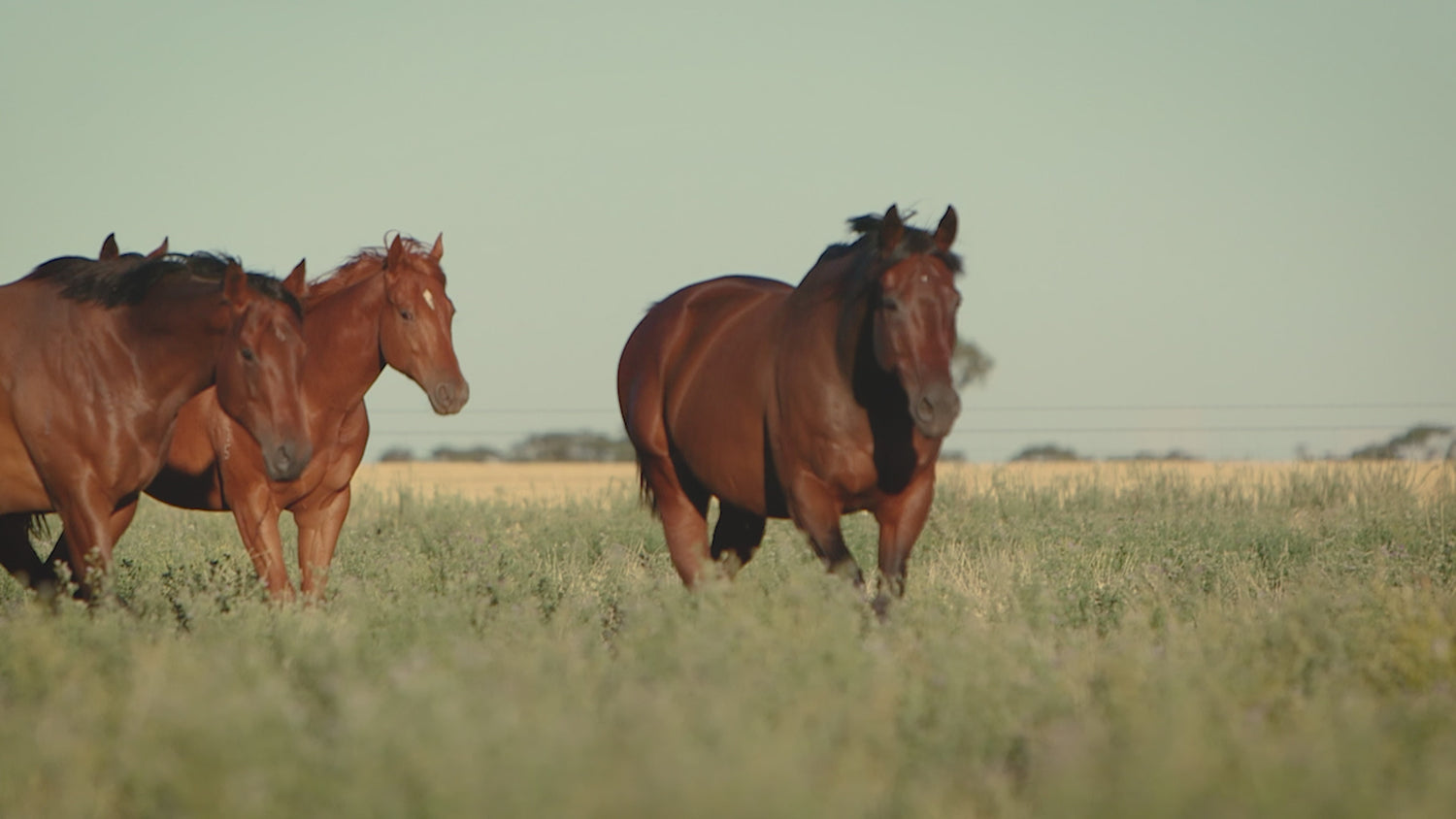 Equine Total Rejuvenate