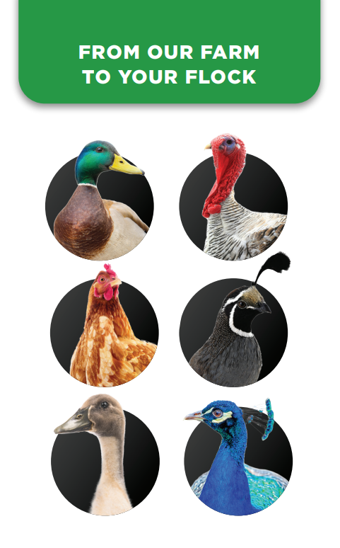 From our farm to your flock
